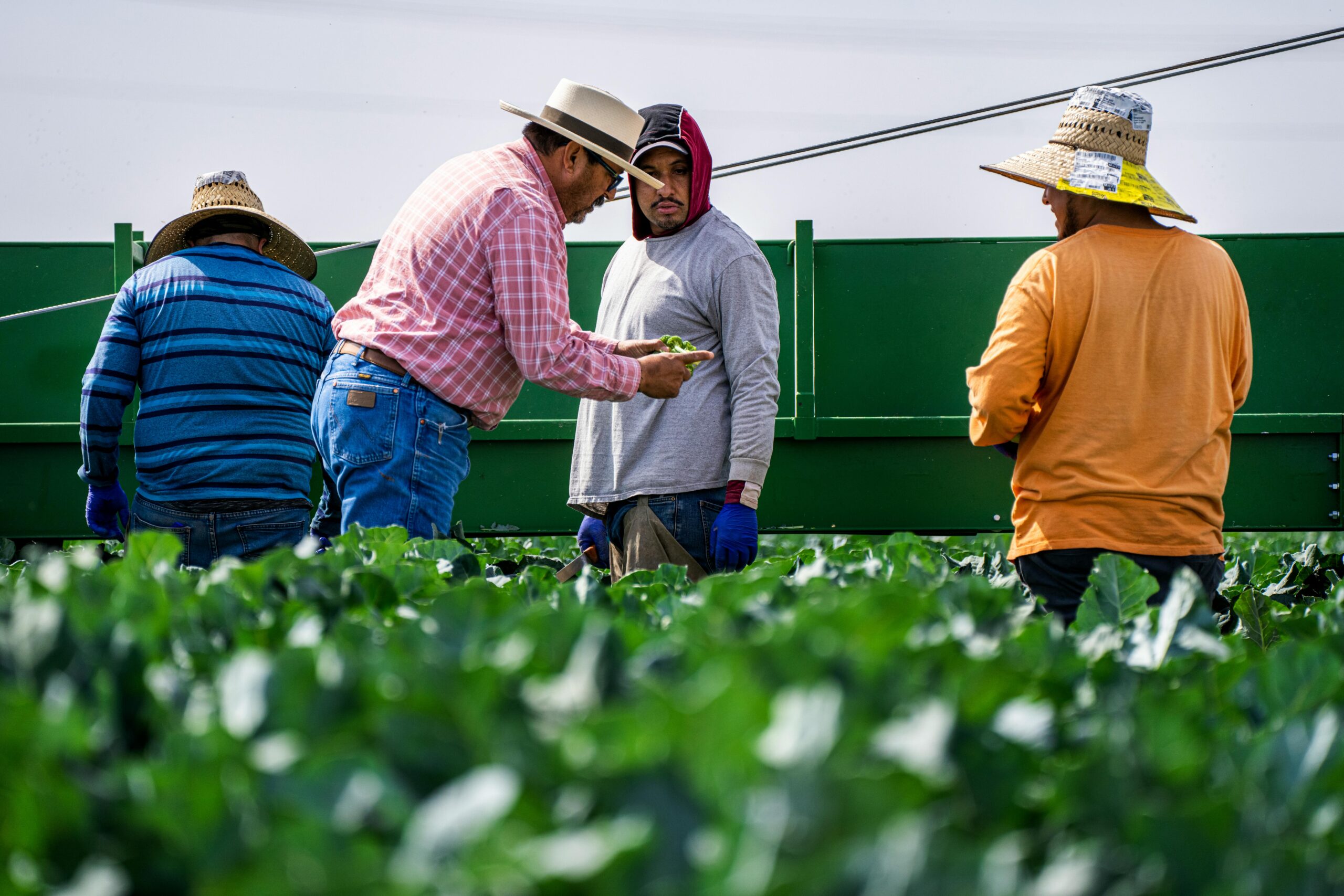 pexels-nc-farm-bureau-mark-11678442